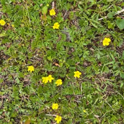 Argentina anserina, gåse-potentil, gåsört