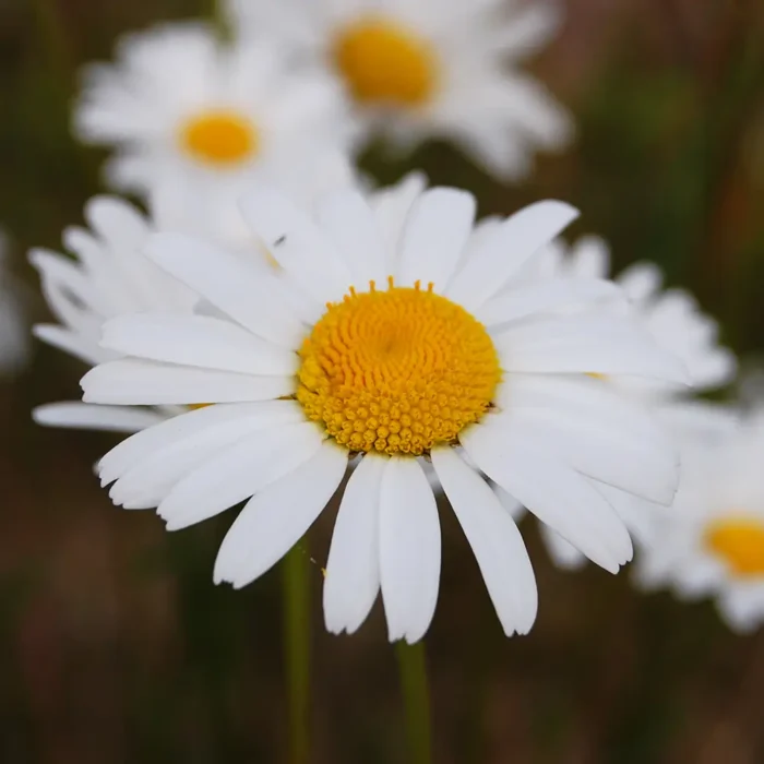 Leucanthemum vulgare, Hvid okseøje
