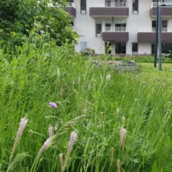 Plantago media, Dunet vejbred