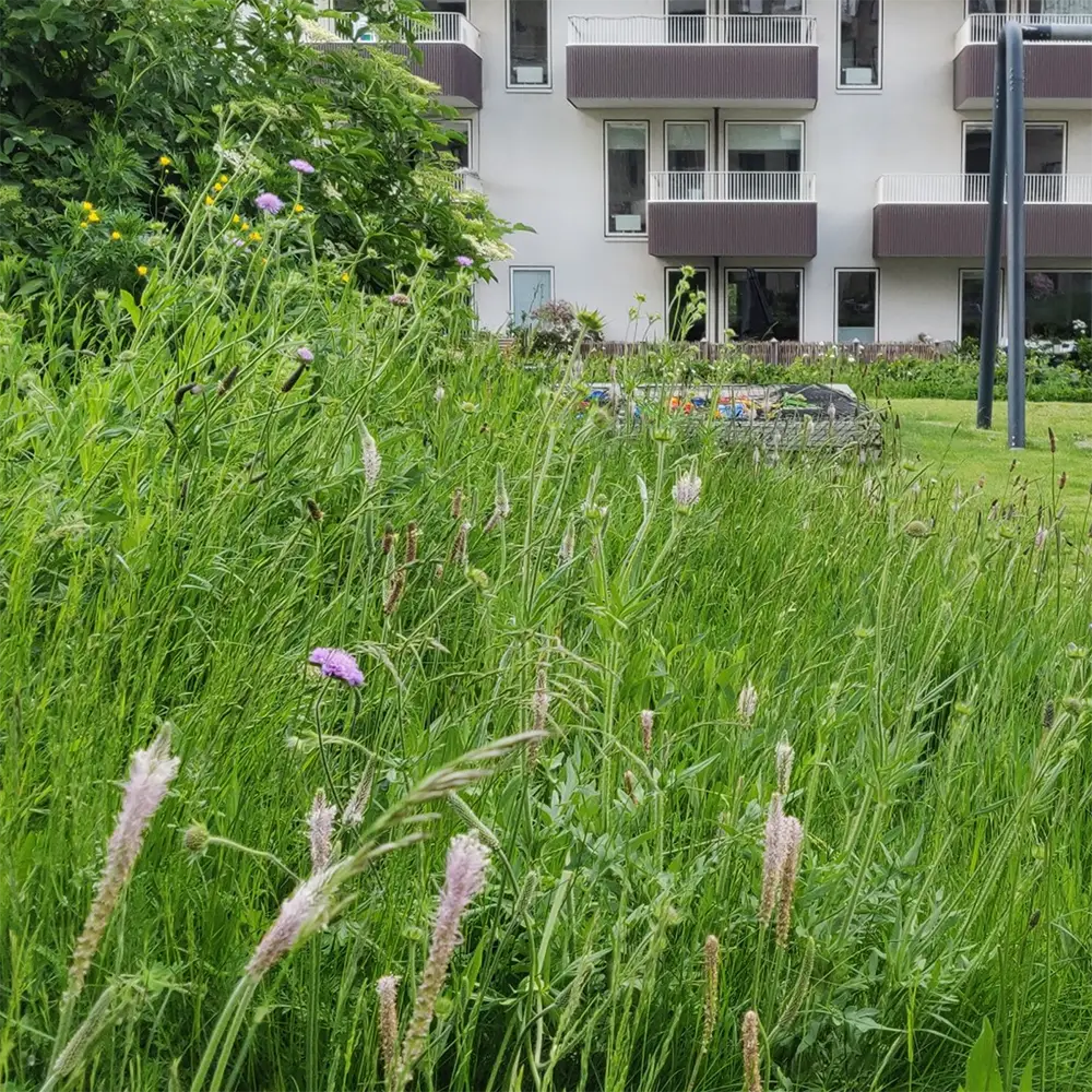 Plantago media, Dunet vejbred