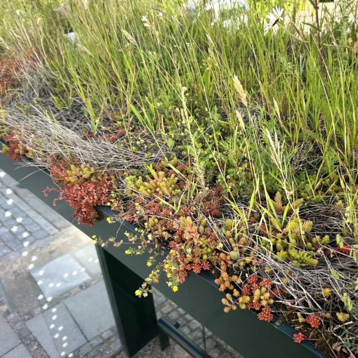 Biotoptag på et busskjul i Frederiksberg
