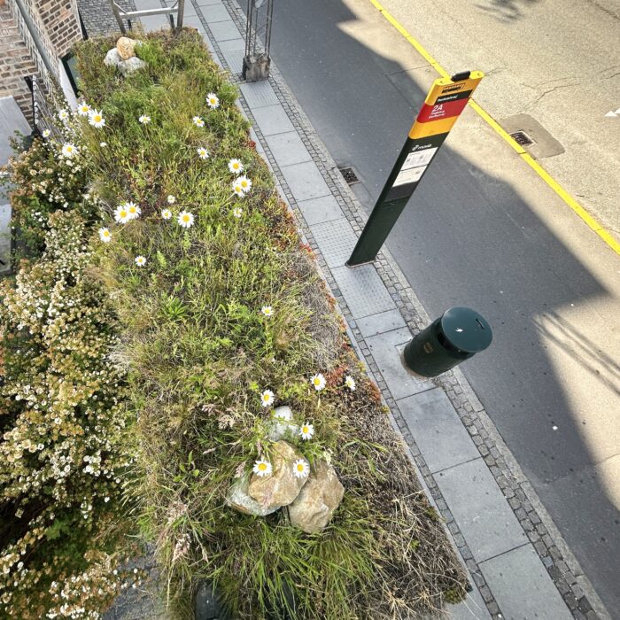 Biotoptag på et busskjul i Frederiksberg