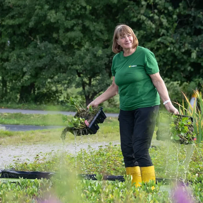 Med et bredt sortiment af vilde urter af hjemmehørende arter kan en eng enkelt anlægges med urteplugplanter.