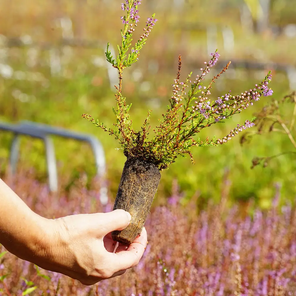Calluna vulgaris, Hedelyng