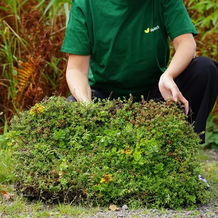 Sedumbakke med biokul