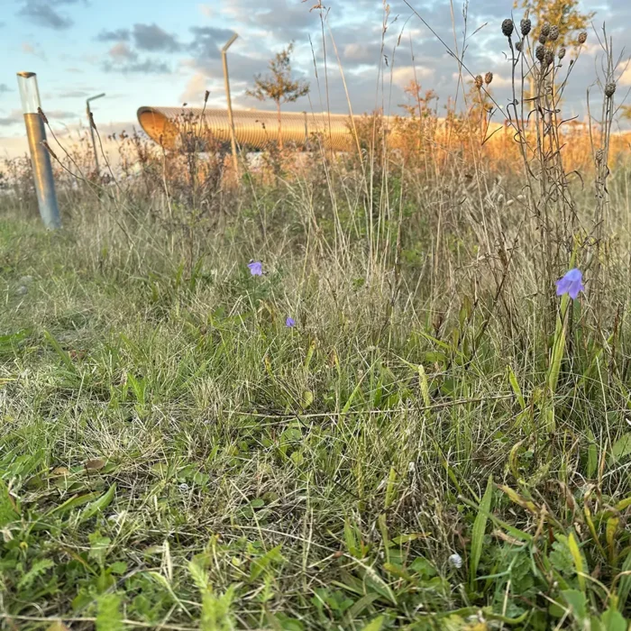 Køge Nord - Urtelugplanter af hjemmehørende arter