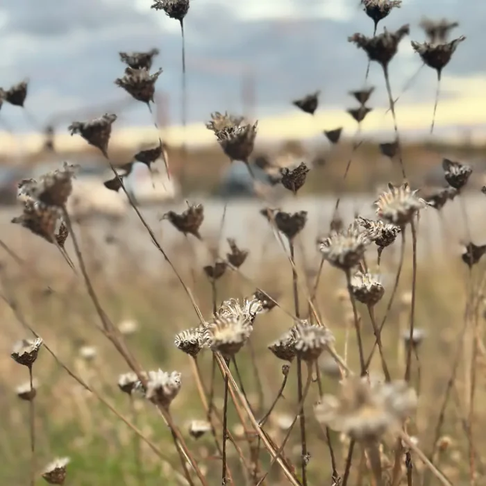Køge Nord - Urtelugplanter af hjemmehørende arter