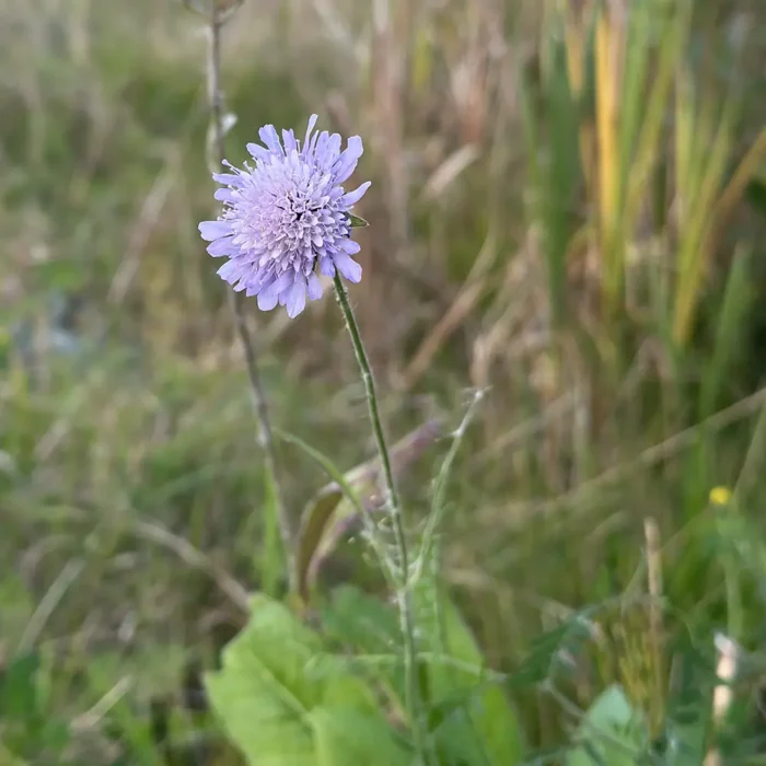 Køge Nord - Urtelugplanter af hjemmehørende arter