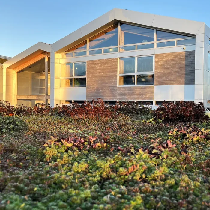 Sedum grønt tag Framehouse