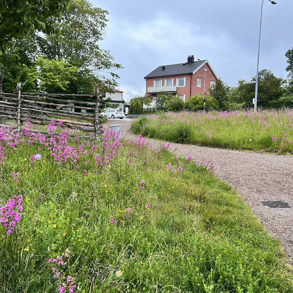 Engmåtter giver envegetationsflder ra dag ét
