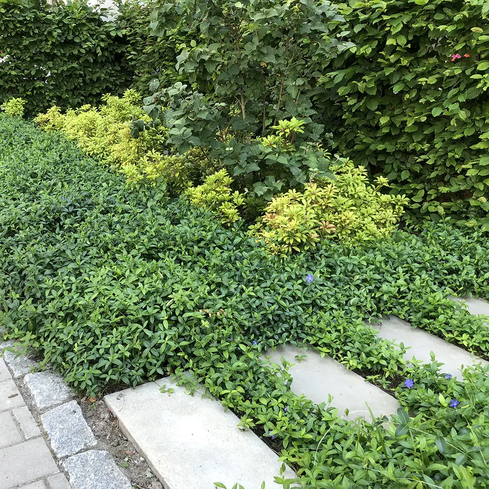 Vinca minor - Liden singrøn fra Vegtech