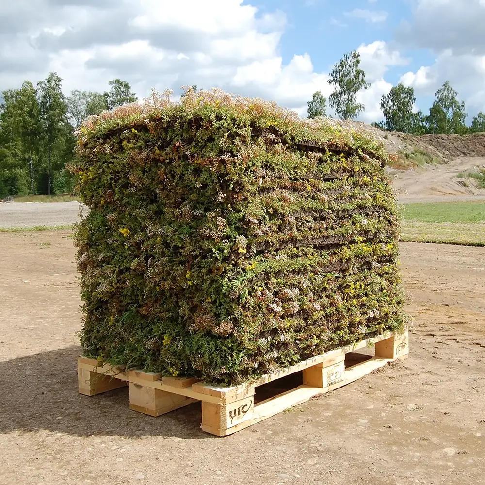 Sedummåtte med biokul