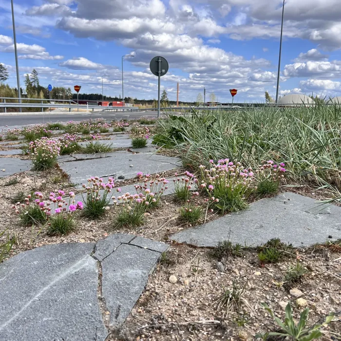 Vegetation til trafikmiljøer