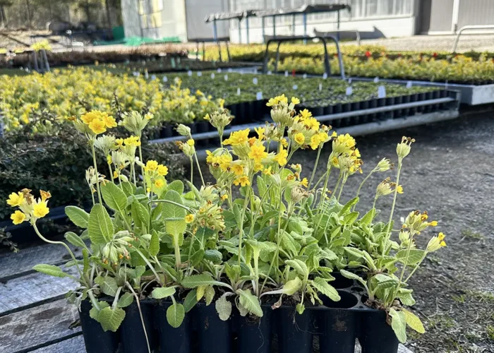 Urteplugplanter
