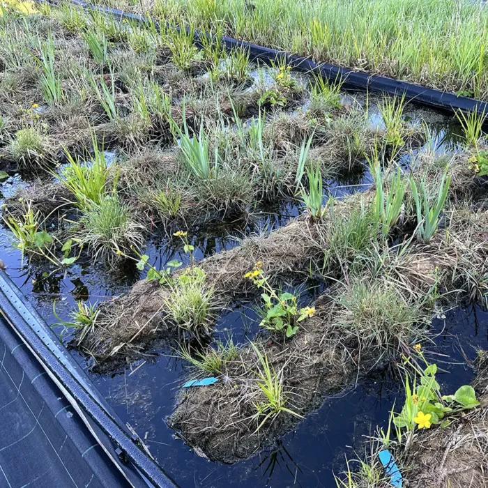 Bredrulle R1 dyrkes af VegTech som erosionssikring i vandmiljøer.