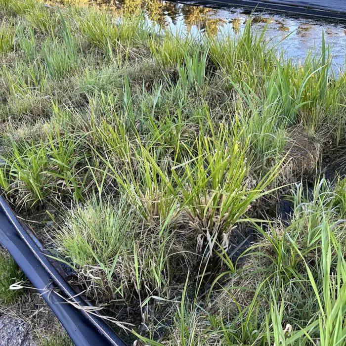 Bredrulle R1 dyrkes af VegTech som erosionssikring i vandmiljøer.
