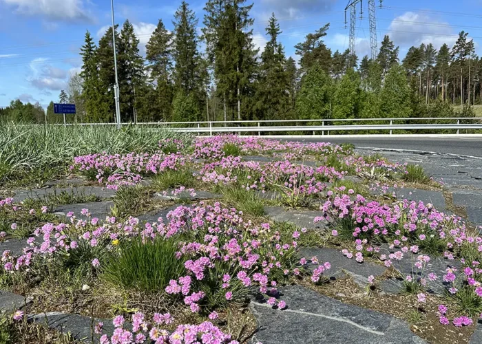 Armeria maritima – Engelskgræs
