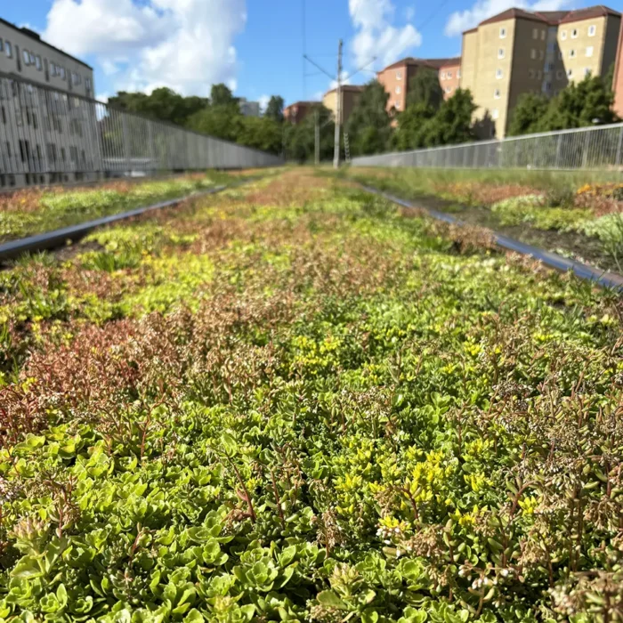 sedum på jord