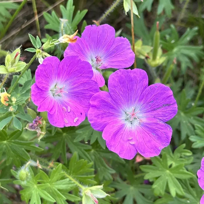 Geranium sanguineum, Blodnäva