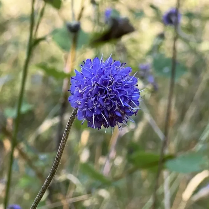 Succisa pratensis, Djævelsbid