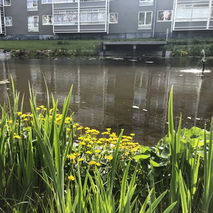 Bredmåtter i kunstig sø i Hvidovre