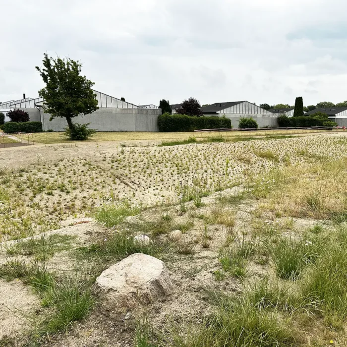 Parkbåndet er et grønt byrum, der forener klimatilpasning, biodiversitet og rekreation