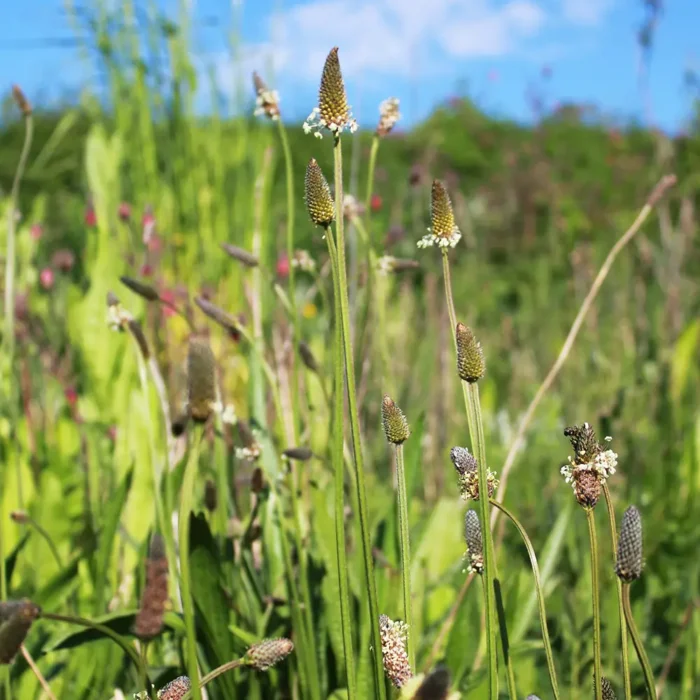 Parkbåndet er et grønt byrum, der forener klimatilpasning, biodiversitet og rekreation
