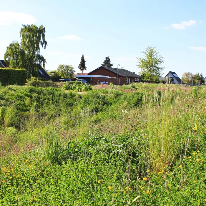 Parkbåndet er et grønt byrum, der forener klimatilpasning, biodiversitet og rekreation