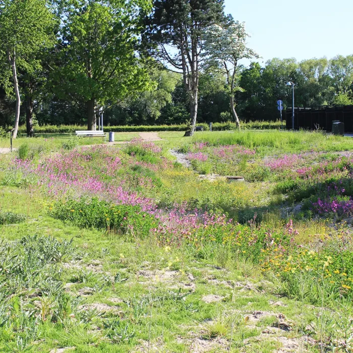 Parkbåndet er et grønt byrum, der forener klimatilpasning, biodiversitet og rekreation