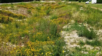Parkbåndet er et grønt byrum, der forener klimatilpasning, biodiversitet og rekreation