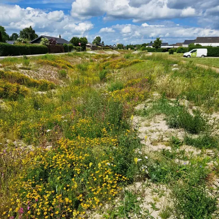 Parkbåndet er et grønt byrum, der forener klimatilpasning, biodiversitet og rekreation