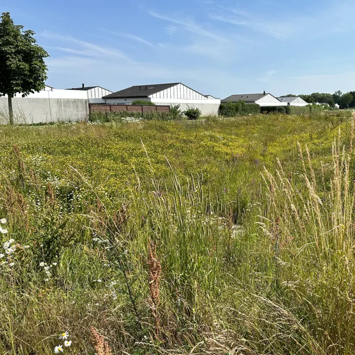 Parkbåndet er et grønt byrum, der forener klimatilpasning, biodiversitet og rekreation