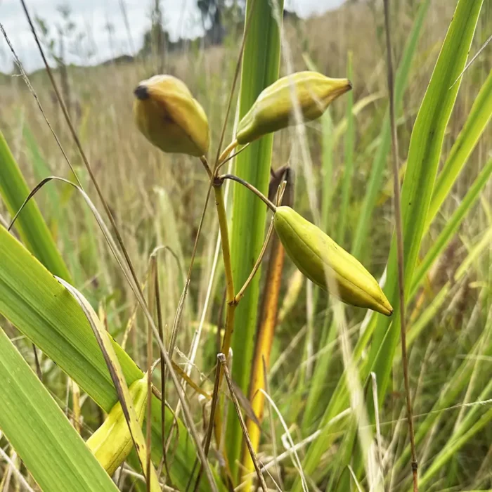 Parkbåndet er et grønt byrum, der forener klimatilpasning, biodiversitet og rekreation