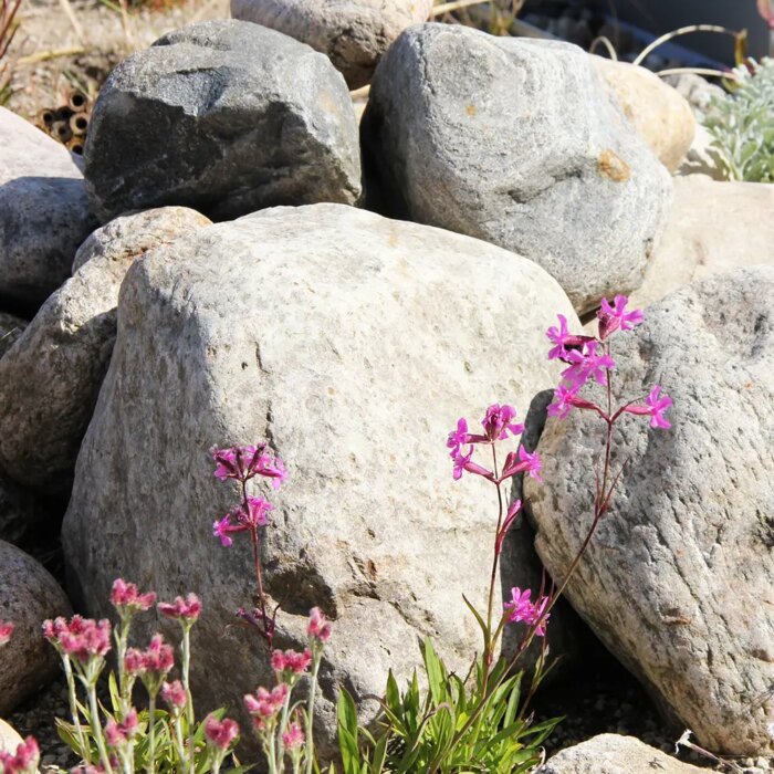 Steiner på grønne tak tiltrekker seg biologisk mangfold