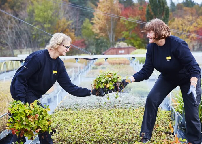 Frøplanter i plugg til terreng