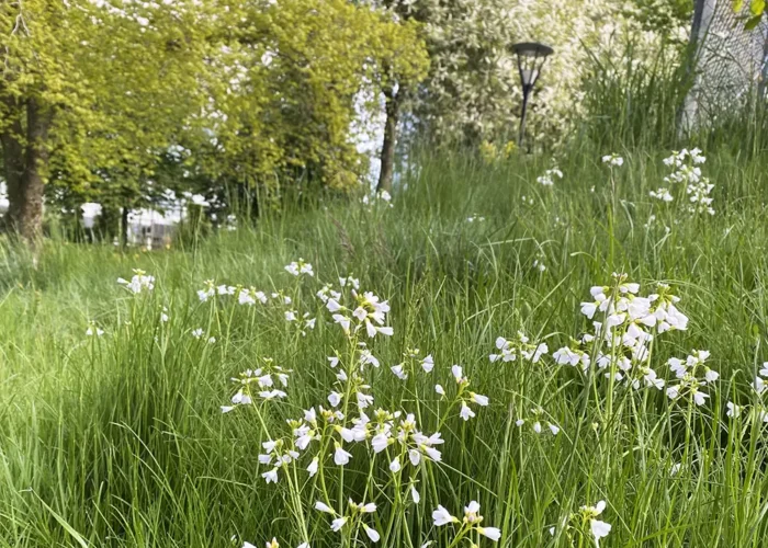 Cardamine pratensis