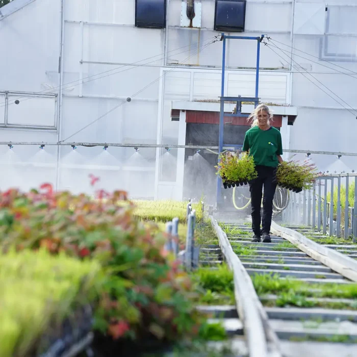 VegTech dyrker engplanter for etablering av byenger