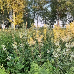 Filipendula ulmaria, mjødurt