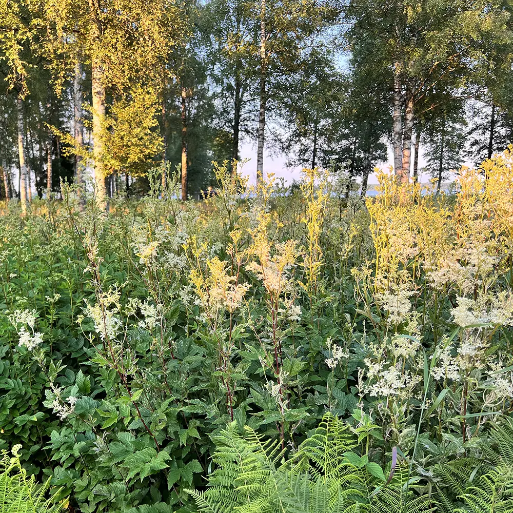 Filipendula ulmaria, mjødurt