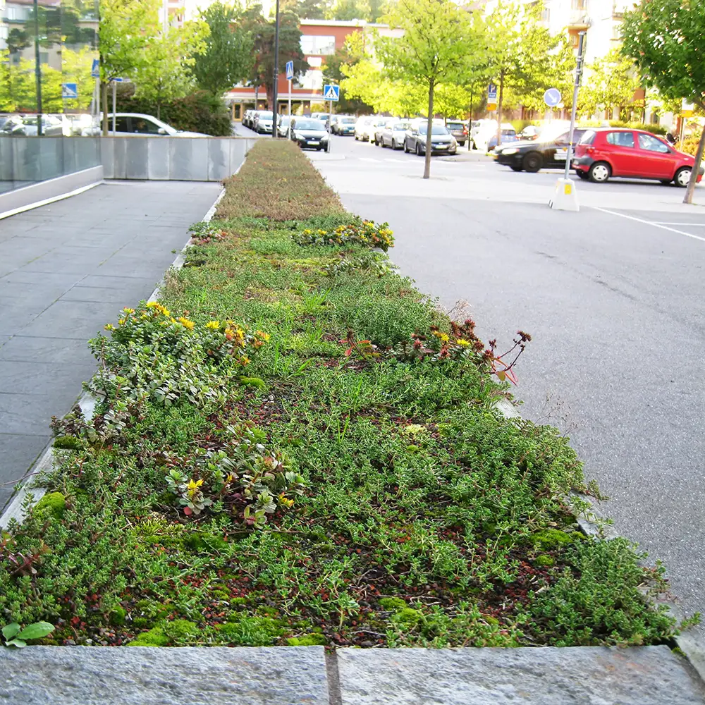Sedum mur