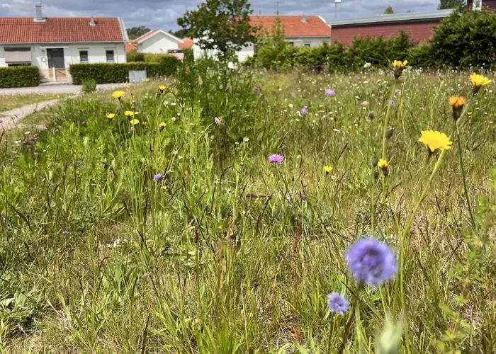 Ängsväxter planterade i bostadsområde