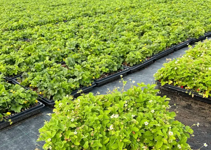 Fragaria vesca, Markjordbær