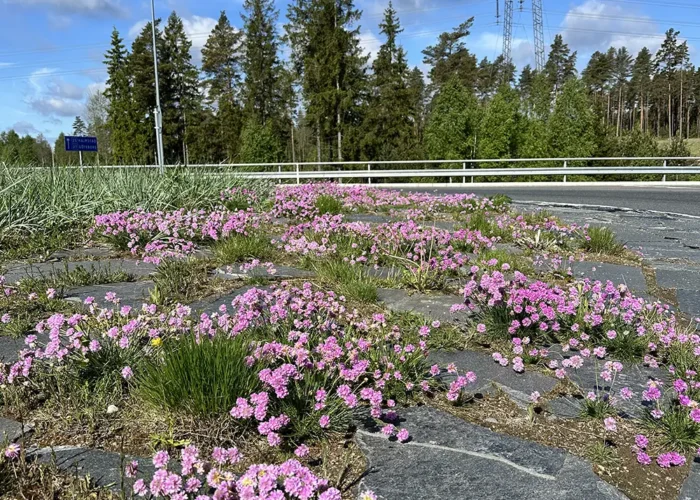 Armeria maritima, Strandnellik