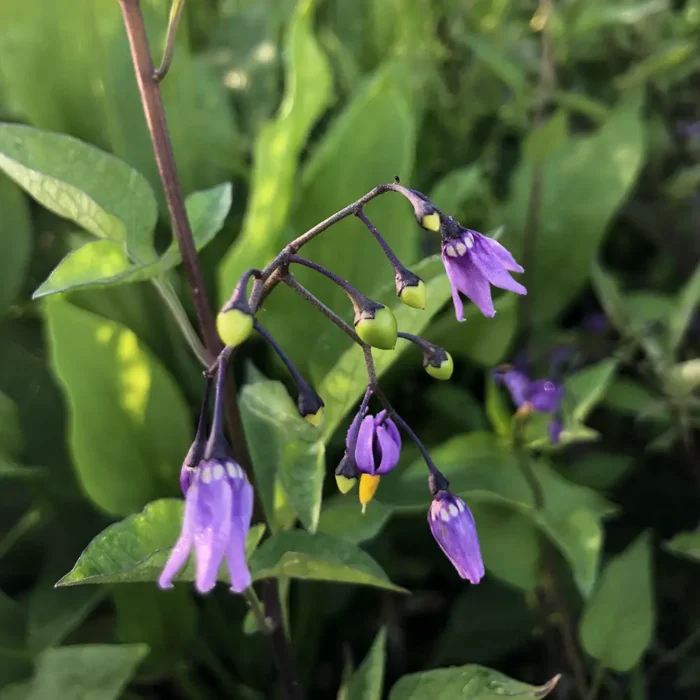 Scutellaria galericulata, Skjoldbærer